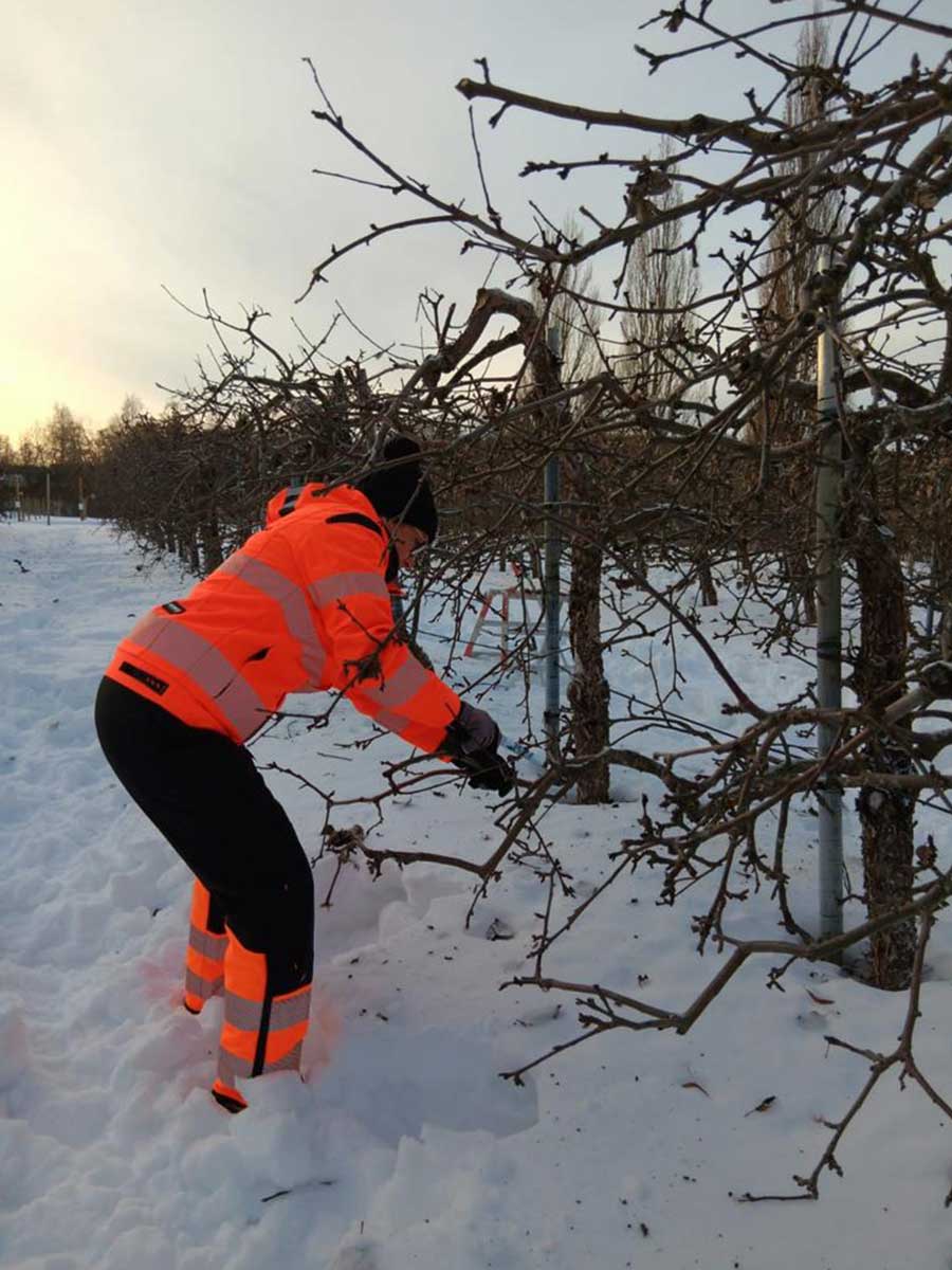Pensasaidan, omenapuun leikkaus, puiden leikkaus Ruovesi.